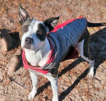 Photo of COOKIE