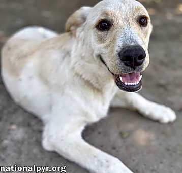 Photo of Butterball in GA - Playful & Sweet!