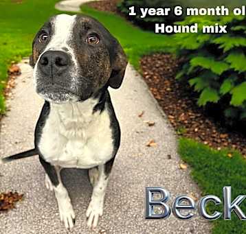Photo of Beck