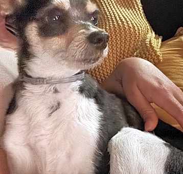 Photo of Scruffy