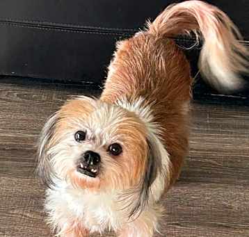 Photo of Yogi