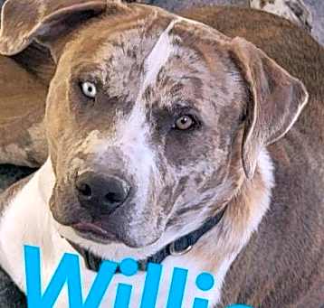 Photo of Willie