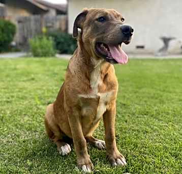 Photo of Apollo