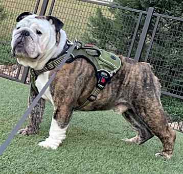 Photo of YOGI
