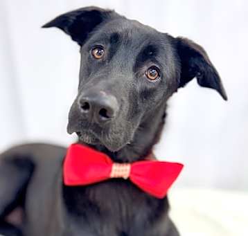 Photo of Amigo