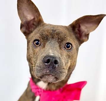 Photo of Nala