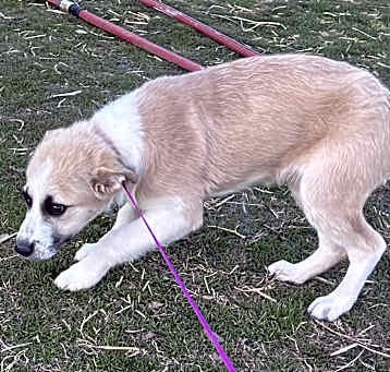 Photo of Xena
