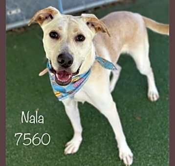 Photo of NALA