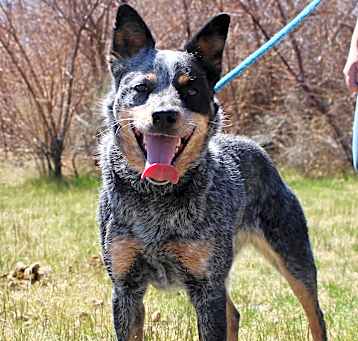Photo of Brindle