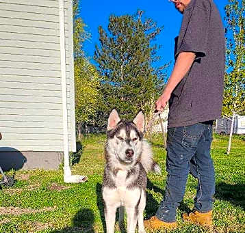 Photo of Koda
