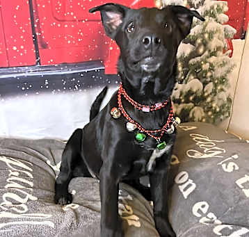 Photo of Ivy