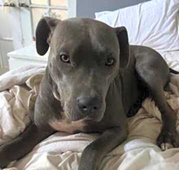 Photo of Beau *Courtesy Post
