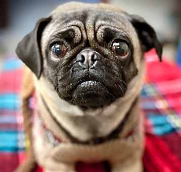 Photo of PENDING: Boo-Boo