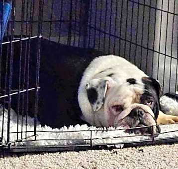 Photo of Porkchop