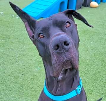 Photo of Opie