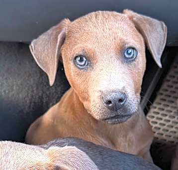 Photo of Diesel
