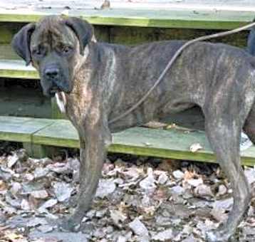 Photo of Bailey