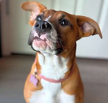 Photo of Luna