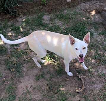 Photo of Pepper