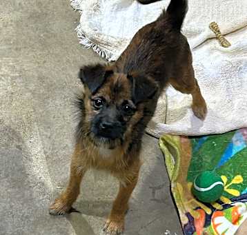 Photo of Snickerdoodle