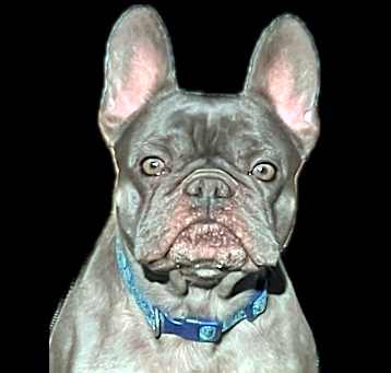 Photo of PENDING ADOPTION: 24248 Suzy