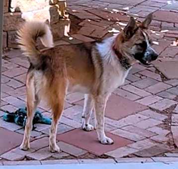 Photo of Buck