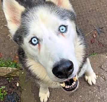 Photo of Balto