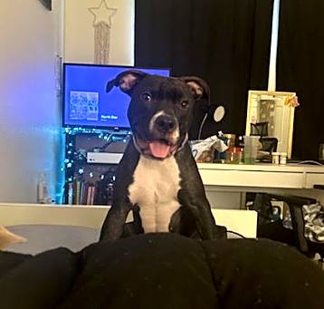 Photo of Shadow