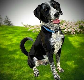 Photo of Roscoe