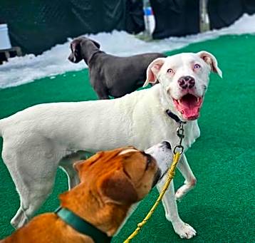 Photo of Beaux  - LOCAL