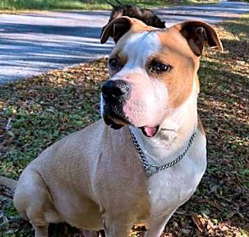 Photo of Remy - M