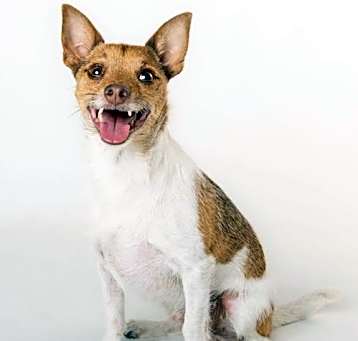 Photo of Frankie - M