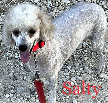 Photo of Salty Dog