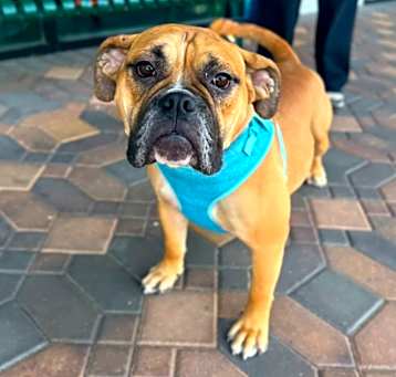 Photo of Honey