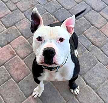 Photo of Buddy