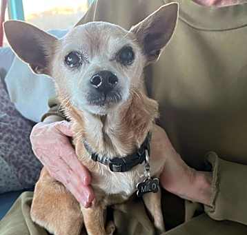 Photo of Milo 2