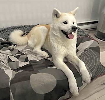 Photo of Meimei (aka Mochi)