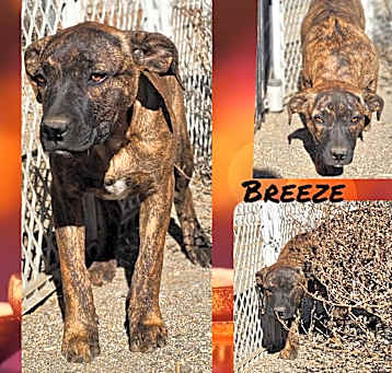Photo of Breeze