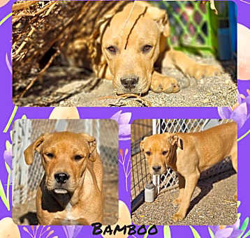 Photo of Bamboo
