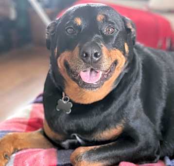 Photo of Bruno