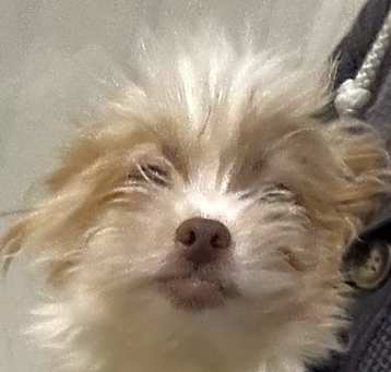 Photo of Shih Pom Shermie
