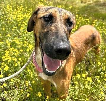 Photo of Pansie