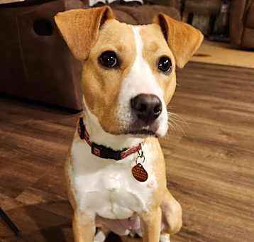 Photo of Penny