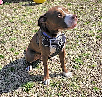 Photo of Chuck