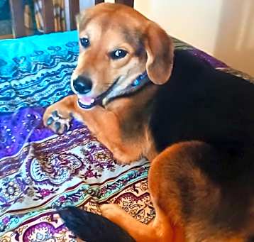 Photo of DIXIE