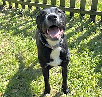 Photo of Ace