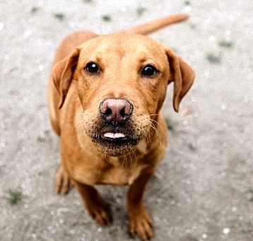 Photo of Big Red