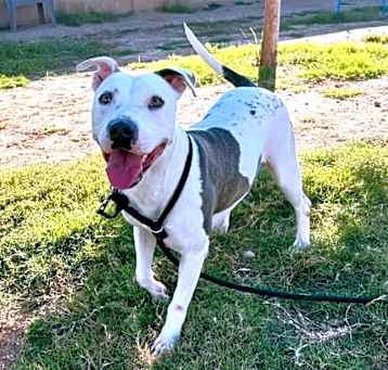 Photo of Sage the Queen of Puppy Love