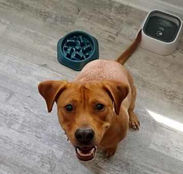 Photo of Ginger
