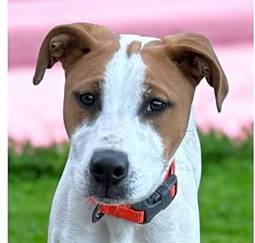 Photo of Archie